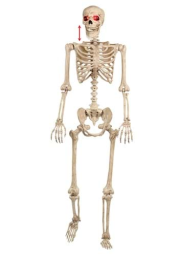 Animated Mr. Crazy Bonez Skeleton Prop