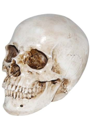 Deluxe Realistic Skull Prop Halloween Decoration