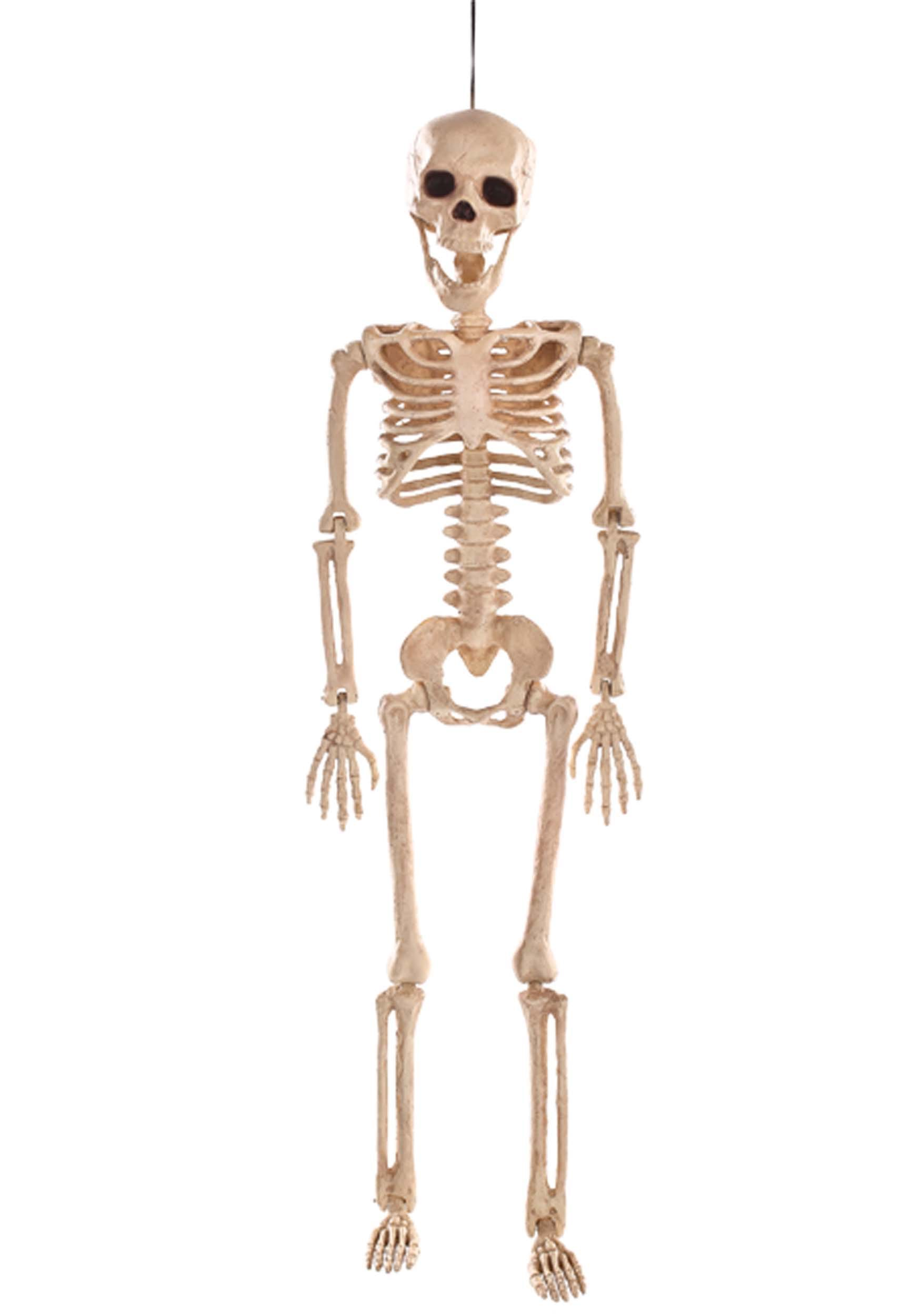 24 Inch Skeleton Decorations | Posable Skeleton Props