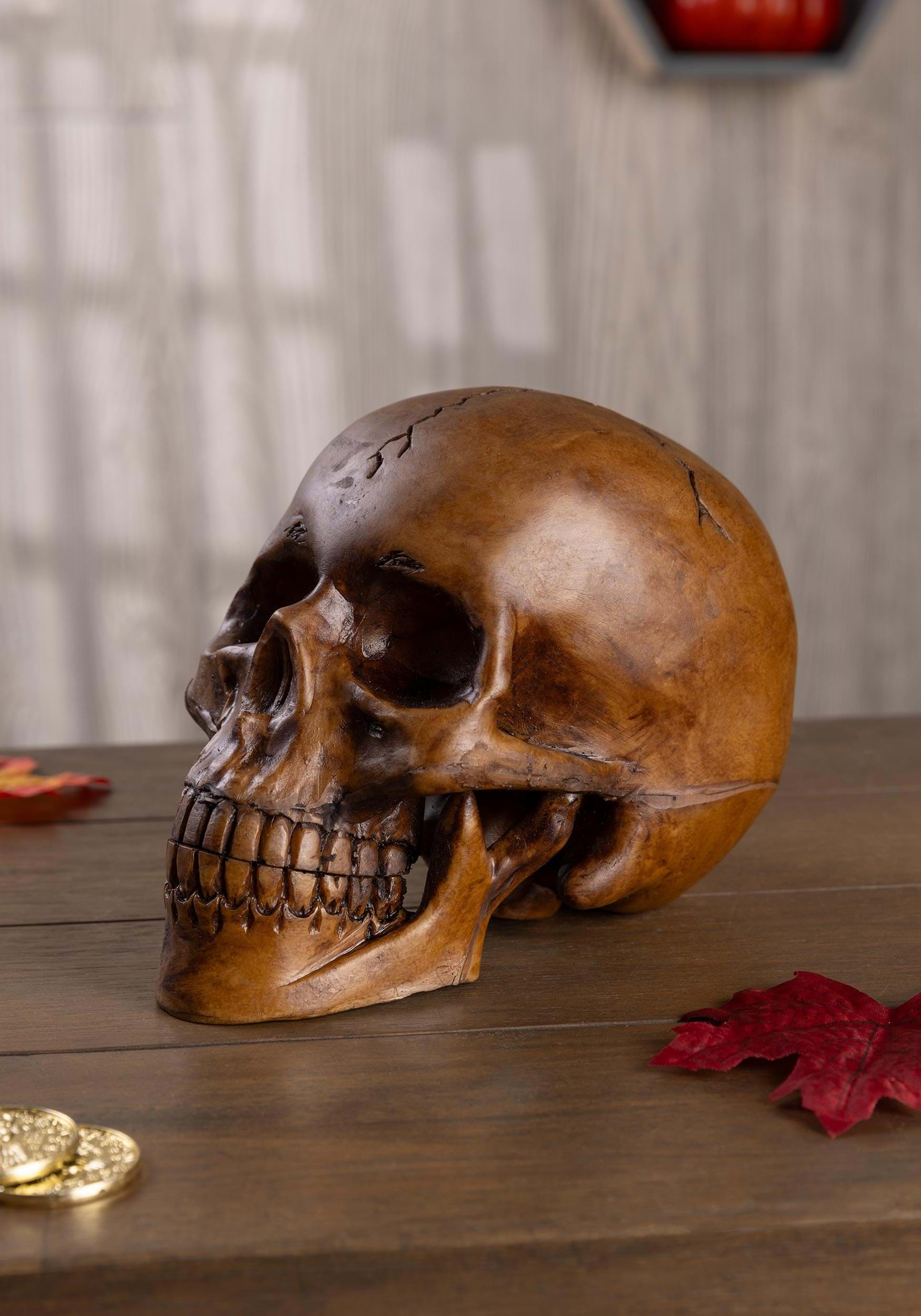 Resin Cranium Prop Decoration | Skeletons & Skulls